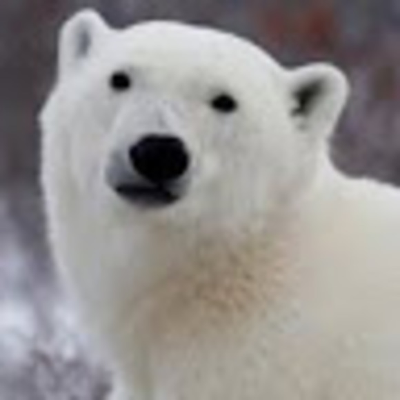 Meet your Posher, Icebear - Picture 1 of 1